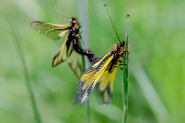 Libelloides coccajus on grass. owly sulphur in spring.