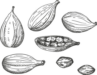 Cardamom aromatic camphor spice engraved sketch hand drawn ink fresh and dried fruit pods of cardamom plant. Eastern traditional medicine, food, Ayurveda, harvest seeds cardamum, ingredient. Vector - obrazy, fototapety, plakaty