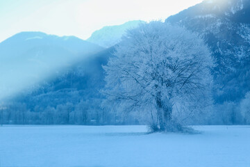 A lonely tree covered in snow under dolomiti mountains. 