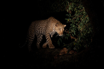 Leopard in the night. Male leopard (Panthera pardus) protecting his prey in a tree after dark in...