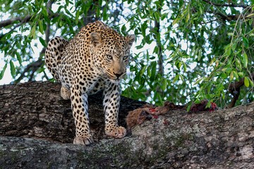 Leopard in a tree. This male leopard Panthera pardus) was eating his prey in a tree in Sabi Sands Game Reserve in the Greater Kruger Region in South Africa
