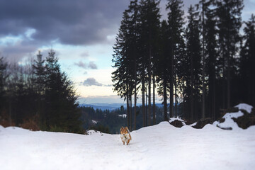Sheltie on a trip in winter season. 