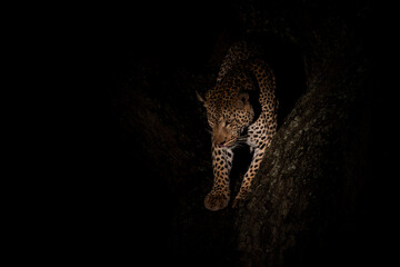 Leopard in the night. Male leopard (Panthera pardus) protecting his prey in a tree after dark in Sabi Sands Game Reserve in the Greater Kruger Region in South Africa - obrazy, fototapety, plakaty