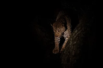 Zelfklevend Fotobehang Luipaard Leopard in the night. Male leopard (Panthera pardus) protecting his prey in a tree after dark in Sabi Sands Game Reserve in the Greater Kruger Region in South Africa