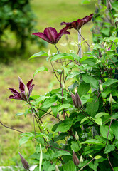 Dark burgundy clematis flowers against a background of green leaves.