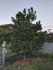 white church in the countryside