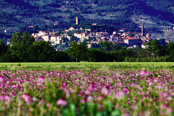 Castiglion Fiorentino e fiori, Toscana