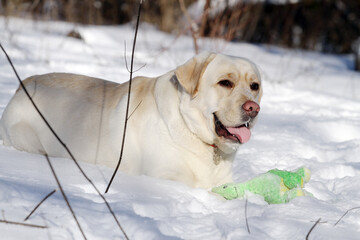 yellow labrador retriever in winter close up - 711455530