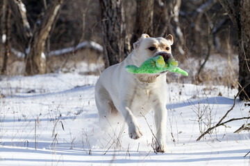 yellow labrador retriever in winter close up - 711455557