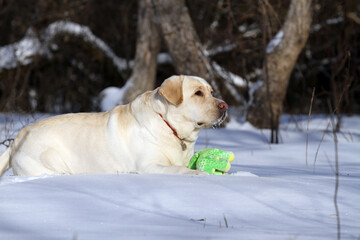 yellow labrador retriever in winter close up - 711455562