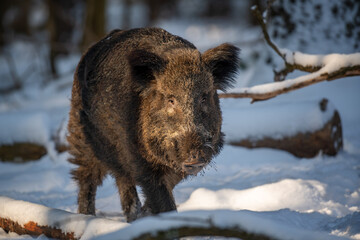 Wild boar in winter forest. Animal in nature habitat. Big mammal. Wildlife scene