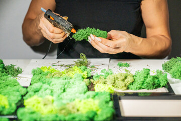 Close-up of woman hands gluing stabilized moss. Process of working with decorative reindeer moss....