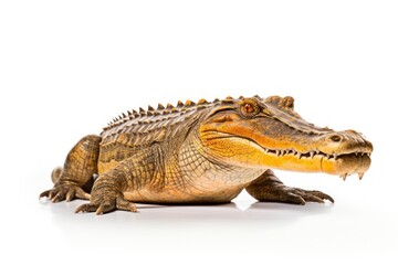 Fototapeta premium Crocodile isolated on a white background