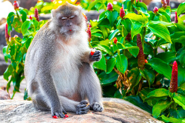 Naklejka na ściany i meble Gray monkey macaque sitting eating Koh Phi Phi Don Thailand.