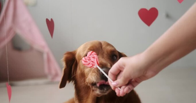 Valentines day dog banner. A dog of the Golden Retriever breed licks a heart shaped lollipop with a funny muzzle and an open mouth. Love day at the pet store. Honeymoon postcard.