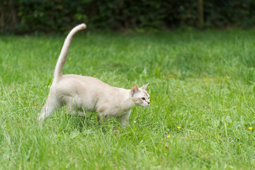 Naklejka na ściany i meble Burma Katze läuft durch den heimischen Garten