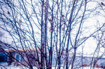 Landscape from the winter crown of a bare rowan tree in snowfall with blurry silhouettes of sparrows. Frosty haze and light flying fine snow. Dual selective focus.