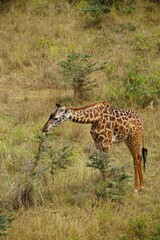 african wildlife, giraffe