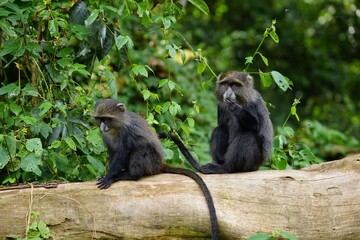 african wildlife, blue monkeys, tree