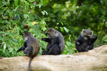 Foto auf Acrylglas Kilimandscharo african wildlife, blue monkey, tree