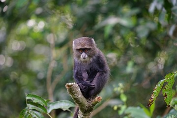 african wildlife, blue monkey, tree