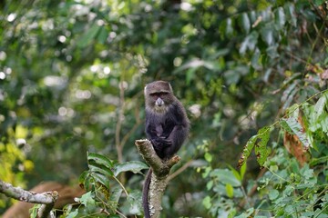 african wildlife, blue monkey, tree