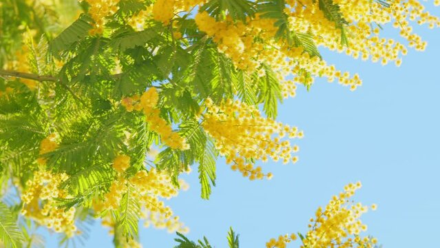 Mimosa Tree. Branch Of Mimosa Sunny Flowers. Concept Of Spring Season. Fluffy Flowers In Spring Garden. Close up.