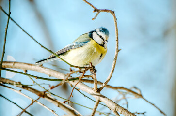 Blue tit bird on tree branch in winter forest