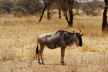 african wildlife, gnu antelopes
