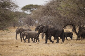 african wildlife, african elephants