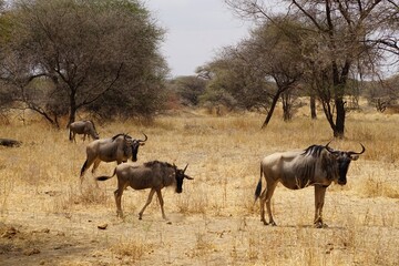 african wildlife, gnu antelopes