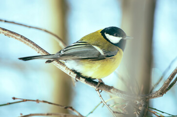 Close up of yellow great tit bird on a tree branch in winter