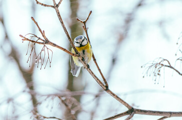 Blue tit bird on tree branch in winter forest
