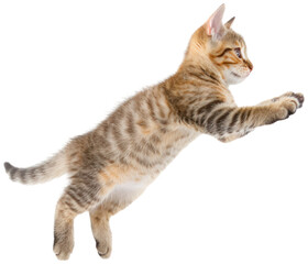 Fototapeta premium Cat jumping illustration PNG element cut out transparent isolated on white background ,PNG file ,artwork graphic design.