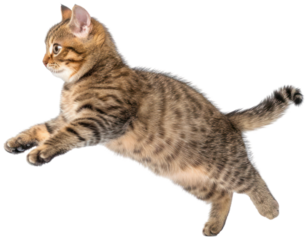 Cat jumping illustration PNG element cut out transparent isolated on white background ,PNG file ,artwork graphic design.