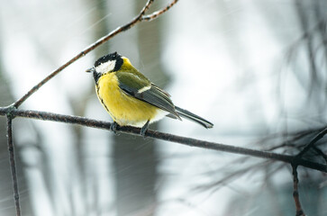 Close up of yellow great tit bird on a tree branch on a snowy winter day
