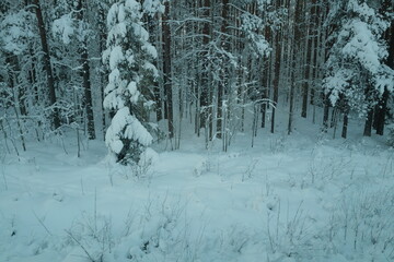 Snow forest