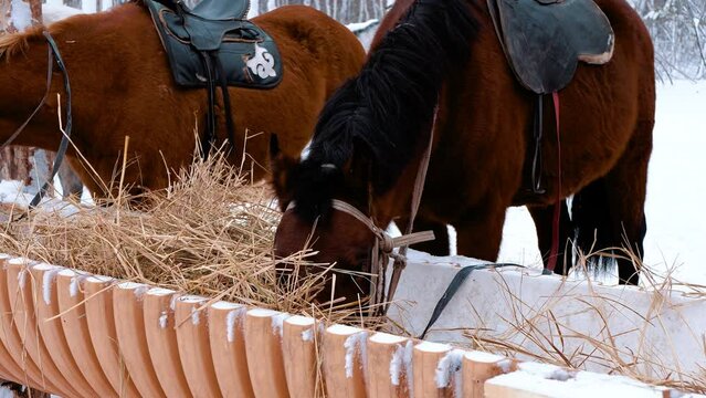 Horses eat hay in a bag outside in winter. close-up.