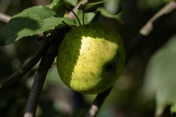 Apple on a branch. Fresh fruit. Green apple.
