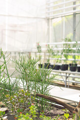 plants in greenhouse