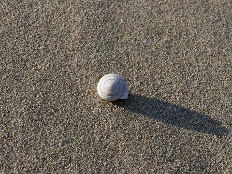 砂浜に落ちている貝殻