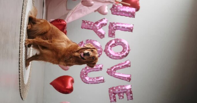 A dog of the Golden Retriever breed sits on a background of balloons in the shape of red hearts and the inscription I love you, with his tongue hanging out. Valentines Day celebration for a pet store.