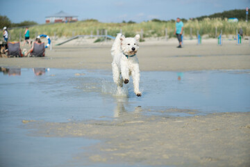 Goldendoodle hat Spaß am Hundestrand in Norddeich