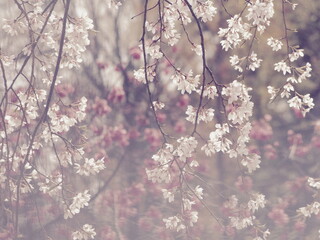 春の花　桜　枝垂れ桜