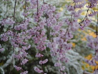 春の花　桜　枝垂れ桜