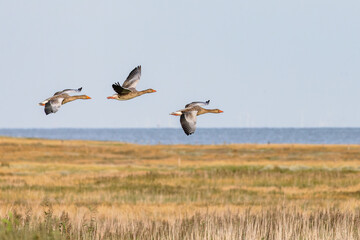 Greylag geese (Anser anser) in flight over Juist, East Frisian Islands, Germany.