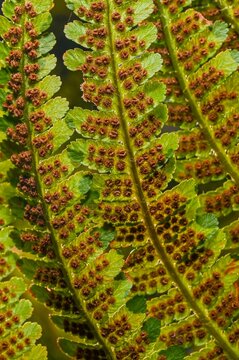 Clusters of sporangia on a fern. Groups de sporanges on fern leaves. Reproduction of olypodiopsida or Polypodiophyta.