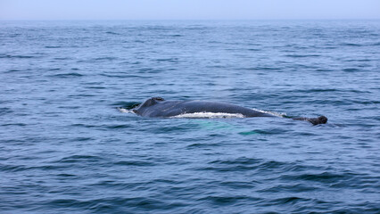 Fototapeta premium Buckelwal