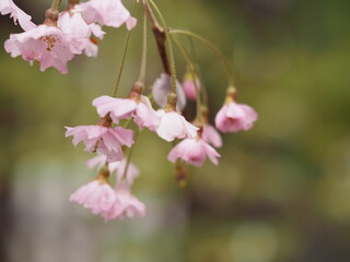 ピンクの花　しだれ桜