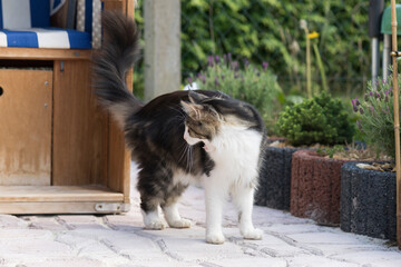 Maine Coon Katze auf der Terrasse